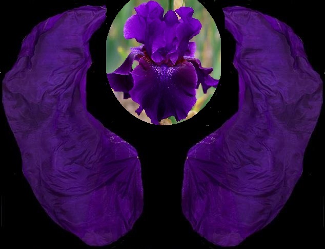 крылья-фиолетовый-.jpg
